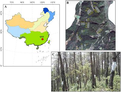 Patterns of deep fine root and water utilization amongst trees, shrubs and herbs in subtropical pine plantations with seasonal droughts